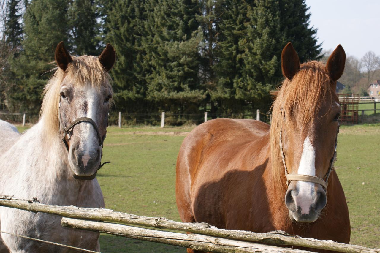 Landgasthaus Zum Naturschutzpark Hotel Bispingen Eksteriør billede