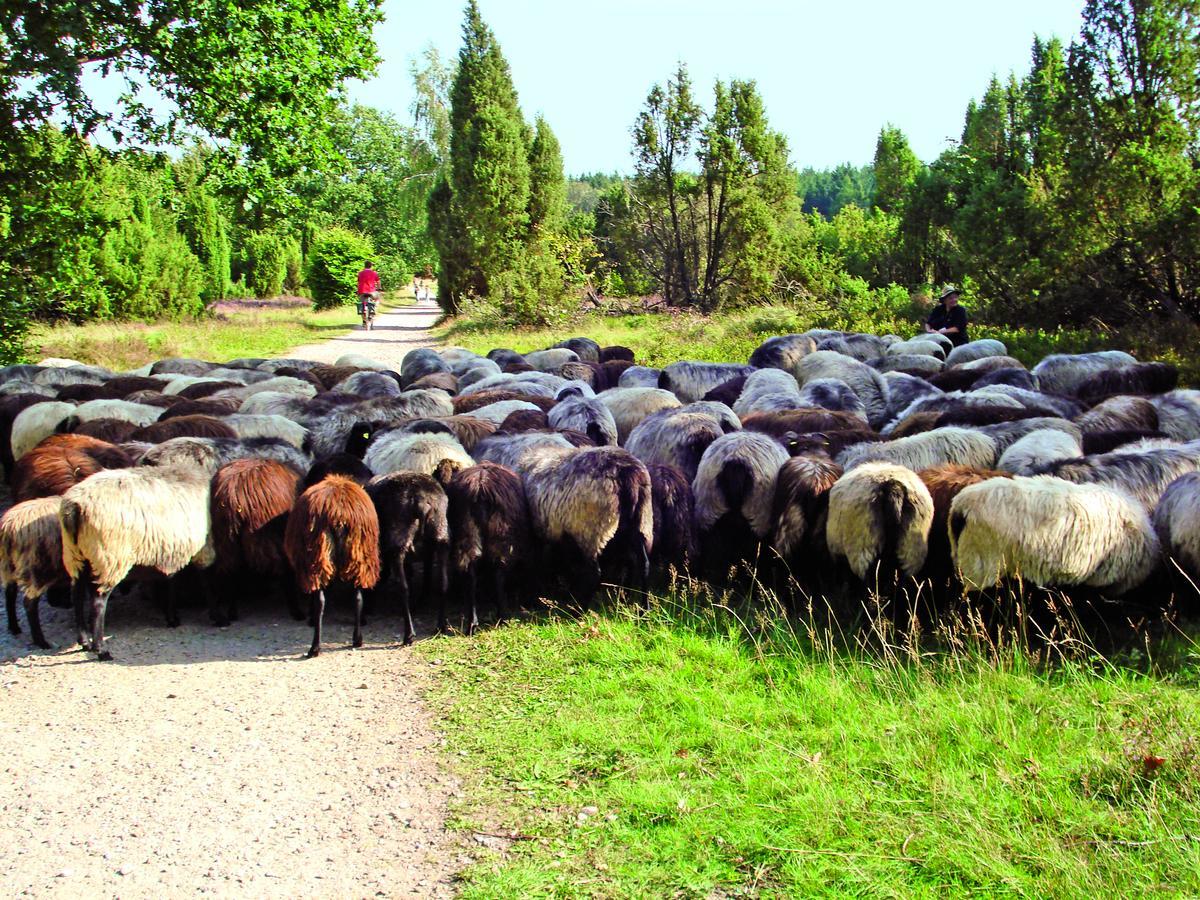 Landgasthaus Zum Naturschutzpark Bispingen Eksteriør billede