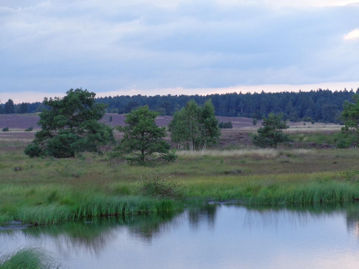 Landgasthaus Zum Naturschutzpark Bispingen Eksteriør billede